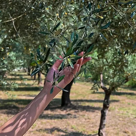 Farma Family Farm Soc. Agr. A R.l. Vairano Patenora